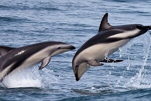 schnorcheln in hurghada mit Delfinen Ausflug